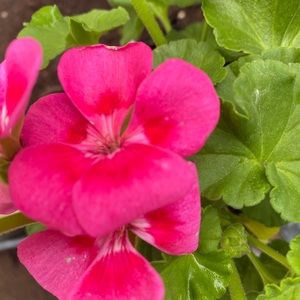 Meet your Posher, Brenda